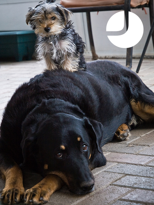 Brothers From Another Mother | Oakville, Ontario, Canada
